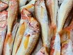 Pescheria C.I.C.A., Amalfi: prezzi ribassati e consegne a domicilio in tutta la Costiera. E per Natale scegli il meglio con i cesti regalo! 