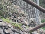 Maltempo ad Amalfi: abbattuti due grossi alberi alle spalle della passeggiata Longfellow